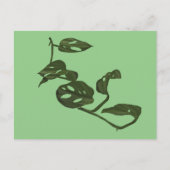 Carte Postale Monstera Adanosii Fromage Plante Illustration Vert (Devant)