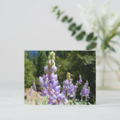 Carte Postale Mont Lupins (Debout devant)