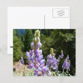 Carte Postale Mont Lupins (Devant / Derrière)