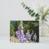 Carte Postale Mont Lupins (Debout devant)