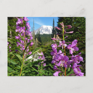 Carte Postale Mont Rainier entre les fleurs de phlox violettes