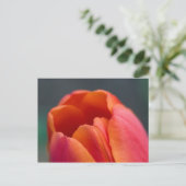 Carte Postale mont tulipe (Debout devant)