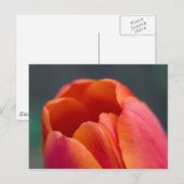 Carte Postale mont tulipe (Devant / Derrière)