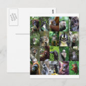 Carte Postale Montage de primates singes (Devant / Derrière)