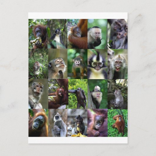 Carte Postale Montage de primates singes (Devant)