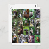 Carte Postale Montage de singe primate (Devant / Derrière)