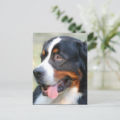 Carte postale Montagne Bernese (Debout devant)