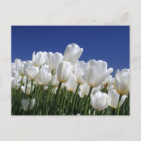 Montagne de tulipes blanches sur un ciel bleu