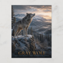 Montagne Grise Loup Sauvage Faune