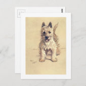 Carte Postale Montagne Terrier blanc occidentale (Devant / Derrière)