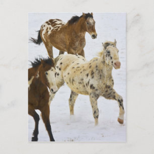 Carte Postale Montagnes Big Horn, Chevaux courant dans la neige