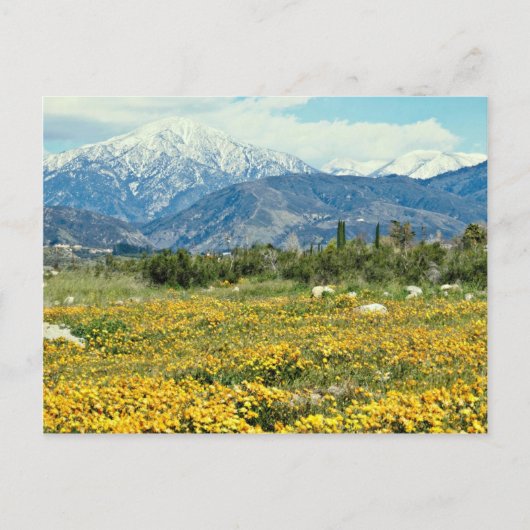 Carte Postale Montagnes de San Bernardino, neige, fleurs fleurs (Devant)