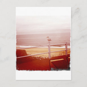 Carte Postale Montauk Seagull Love 3.0