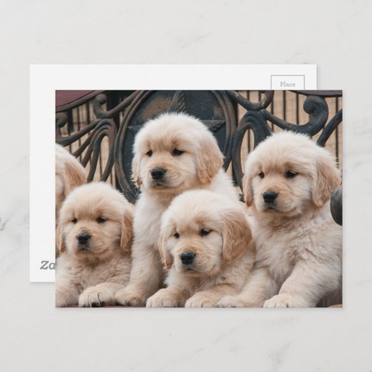 Carte Postale Monte ! Chiens (Devant / Derrière)