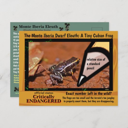 Carte Postale Monte Iberia Eleuth - une grenouille en voie de di (Devant / Derrière)