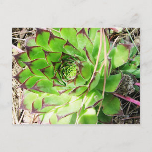 Carte Postale Montepulciano Vino Nobile, Italie