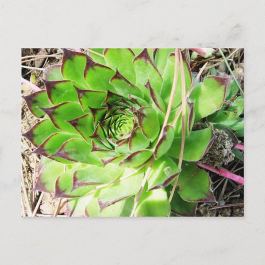 Carte Postale Montepulciano Vino Nobile, Italie (Devant)