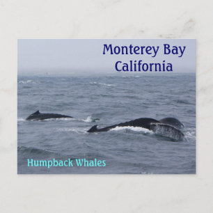 Carte postale Monterey Bay California