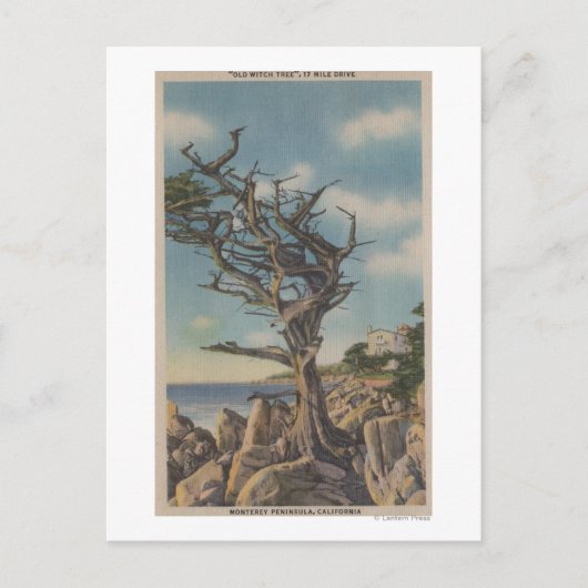 Carte Postale Monterey, CA - Old Witch Tree sur 17 Mile (Devant)
