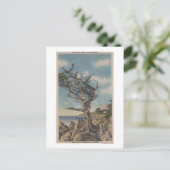 Carte Postale Monterey, CA - Old Witch Tree sur 17 Mile (Debout devant)