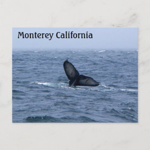Carte postale Monterey California Whale Tail
