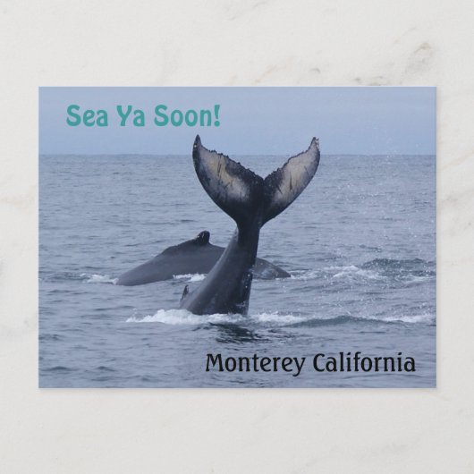 Carte postale Monterey California Whale Tail (Devant)