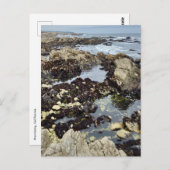 Carte postale - Monterey, Californie (Devant / Derrière)