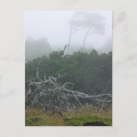 Carte Postale Monterey Fog (Devant)