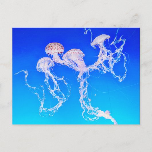 Carte Postale Monterey Jellyfish (Devant)