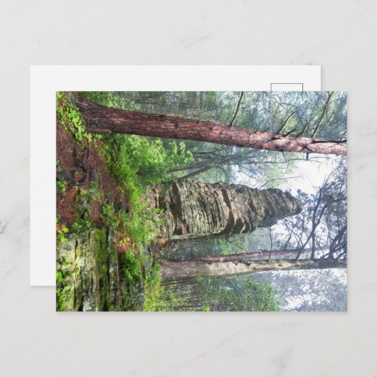 Carte Postale Monticule castrée dans la forêt de l'État (Devant / Derrière)