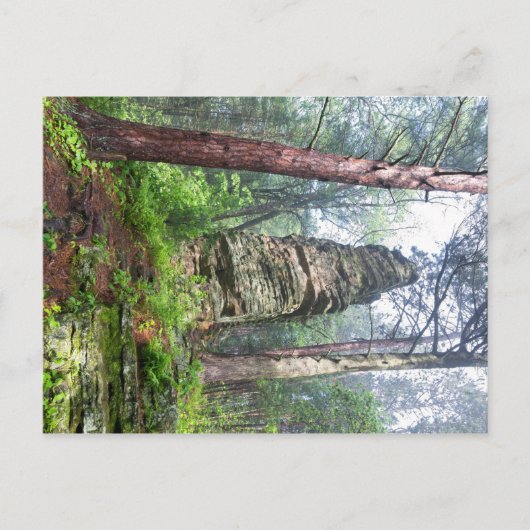 Carte Postale Monticule castrée dans la forêt de l'État (Devant)