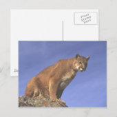 Carte Postale Montre à cougar (Devant / Derrière)