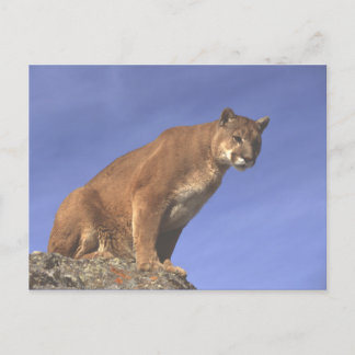 Carte Postale Montre à cougar