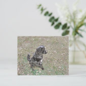 Carte Postale Montres à chiens Black Lab (Debout devant)