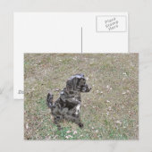 Carte Postale Montres à chiens Black Lab (Devant / Derrière)