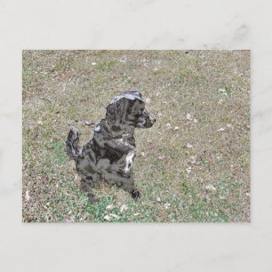 Carte Postale Montres à chiens Black Lab