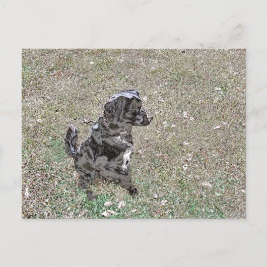 Carte Postale Montres à chiens Black Lab (Devant)