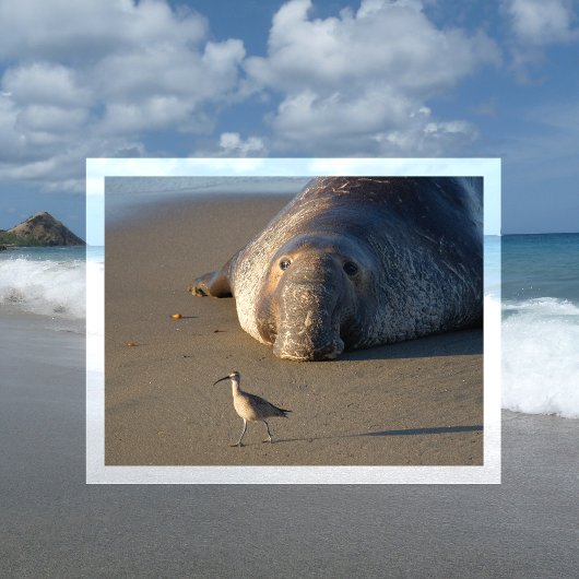 Carte Postale Montres de phoques éléphants du Nord Oiseau Baie d