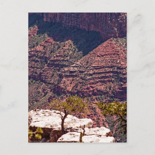 Carte Postale Montres Rafinesques (Devant)