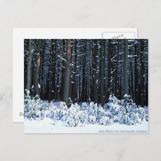 Carte Postale Monts Pocono. Pennsylvanie (Devant / Derrière)