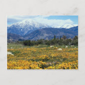 Carte Postale Monts San Bernardino, neige, fleurs (Devant)