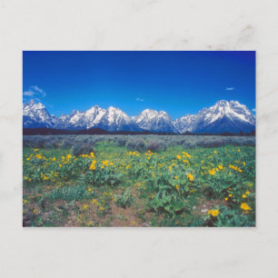 Carte Postale Monts Teton et fleurs des champs