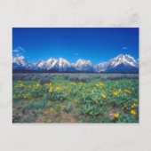 Carte Postale Monts Teton et fleurs des champs (Devant)