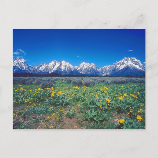 Carte Postale Monts Teton et fleurs des champs (Devant)
