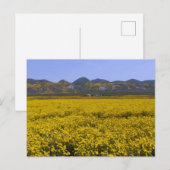Carte Postale Monument national de Carrizo Plain (Devant / Derrière)