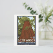 Carte Postale Monument national de Muir Woods 3 (Debout devant)