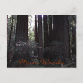 Carte Postale Monument national de Muir Woods Photo de voyage (Devant)