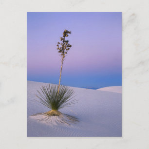 CARTE POSTALE MONUMENT NATIONAL DE WHITE SANDS, NOUVEAU-MEXIQUE.