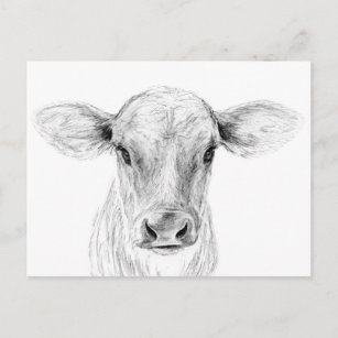 Carte Postale Moo A Young Jersey Cow