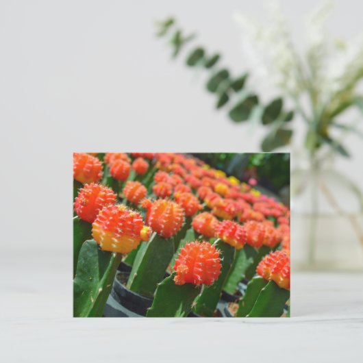 Carte Postale Moon Cactus (Debout devant)